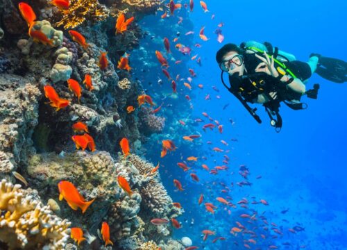 Initiation à la Plongée Sous-Marine en Mer Rouge