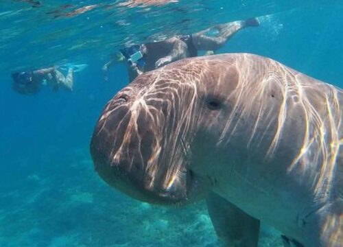 Marsa Mubarak & Dugong – Excursion snorkeling